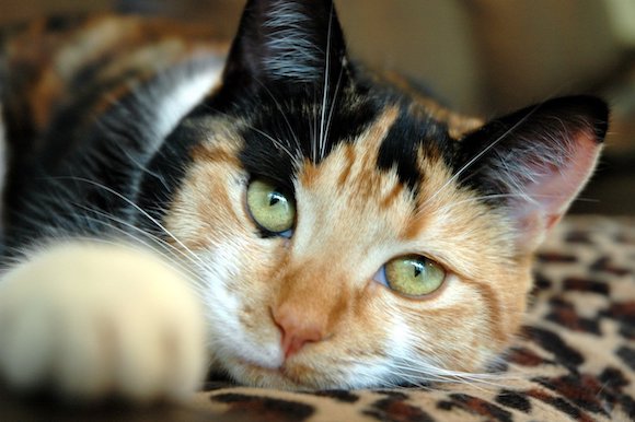 Selon l'I-Cad, aujourd'hui la population des chats en France avoisine les 13 millions. (Photo d'illustration : Freeimages)