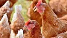 Nantes : une association sauve des poules de l’abattoir et vous propose de les adopter