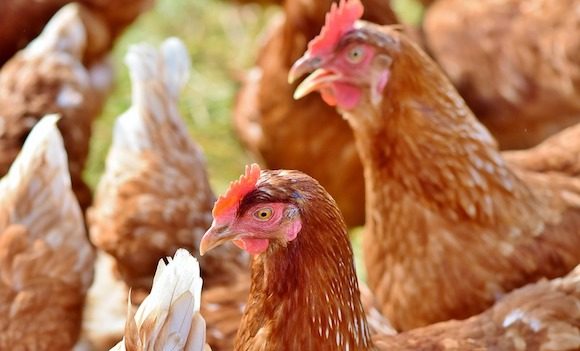 « Grand sauvetage de 30.000 poules » : à Falleron, en Vendée, adoptez des poules pour leur éviter l’abattoir