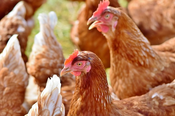 L'association "Poule pour tous" sauve des poules pondeuses promises à l'abattoir. (Photo d'illustration : Pixabay)
