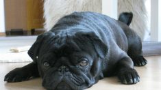 Allemagne: le chien d’une famille saisi par les huissiers est vendu sur ebay pour recouvrer leurs dettes