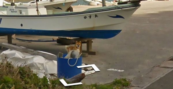 Une voiture Google Street View aurait capturé le moment où un chien excité l'a poursuivie pendant un certain nombre d'images (Google Street)