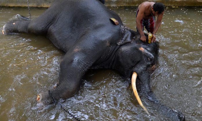 Un cornac lave un éléphant à Colombo, au Sri Lanka, le 9 août 2018. (Lakruwan WanniarachiI/AFP/Getty Images)