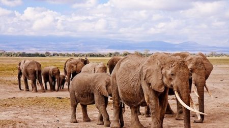 Décès de la « reine des éléphants », l’un des derniers pachydermes aux défenses géantes