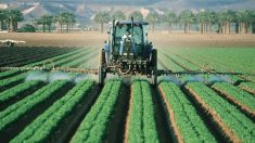 L’Assemblée décale de trois ans l’interdiction de la production de certains pesticides