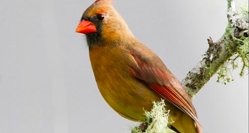 Une femelle cardinal du Nord en Floride. (Craig ONeal via Creative Commons Attribution 2.0 Generic license.)
