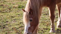 SPA : Marcus, Titus… maltraités, les chevaux reprennent goût à la vie