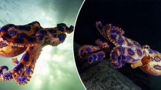 Vidéo : des plongeurs capturent une pieuvre aux couleurs vives mais mortelle sur un film tourné au large des côtes australiennes