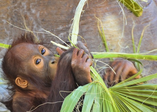 Bali : Les agents ont découvert dans la valise d'un touriste russe un orang-outan mâle de deux ans, profondément endormi dans un panier en rotin, ainsi que deux geckos et cinq lézards vivants. (Photo d'illustration : Pixabay)
