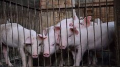 Maltraitance animale dans un abattoir : cinq personnes condamnées à des amendes