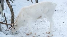 Norvège : de magnifiques et rares photos d’un bébé renne blanc