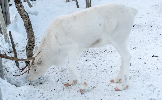 Norvège : photo rare d'un renne blanc. (Photo d'illustration : Pixabay)