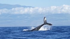 Vidéo : un plongeur happé par une baleine est recraché sain et sauf