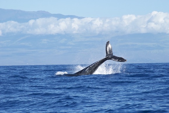 Afrique du Sud : un plongeur happé par une baleine près des côtes de Port Elizabeth est recraché sain et sauf. (Photo d'illustration : Pixabay).