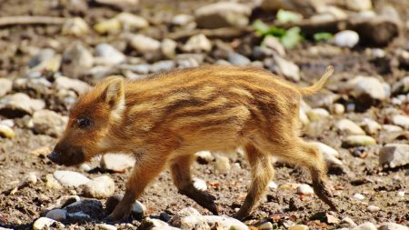 Eure : sauvons Nénette, un sanglier apprivoisé qui risque d’être abattu à cause des lois