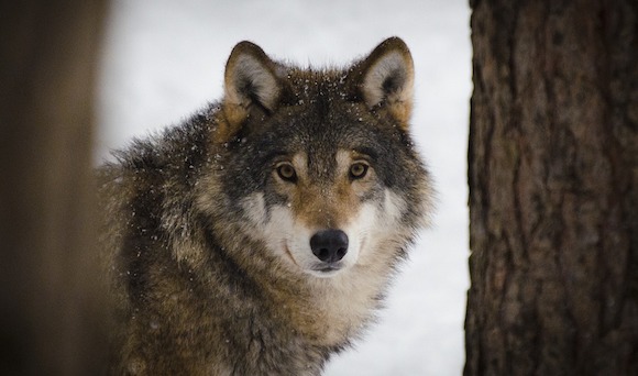 Emmanuel Macron annonce que le pourcentage des loups pouvant être abattus sera augmenté, car le seuil de 500 individus a été atteint. (Photo d'illustration : Pixabay)
