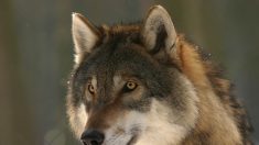 Hautes-Alpes : un loup attaque un troupeau d’une trentaine de bêtes en une nuit