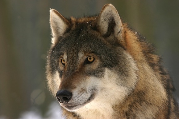 Dans les Hautes-Alpes, un loup serait-il coupable d'avoir tué une trentaine de bêtes d'un troupeau ? (Photo d'illustration : Pixabay)