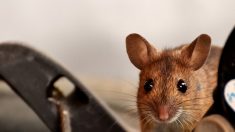 Une souris qui faisait du rangement dans une remise tous les soirs pendant un mois laisse le propriétaire de 72 ans déconcerté lorsqu’il la découvre