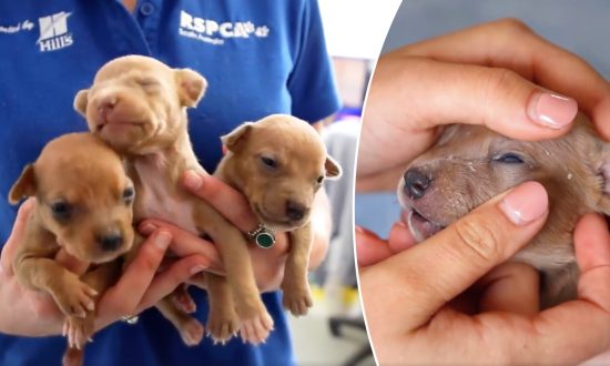 (Facebook Video capture d'écran | RSPCA  Australie du Sud)