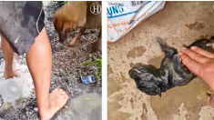 Un homme et une maman chienne creusent furieusement un trou inondé pour sauver un petit chiot qui se noie