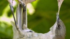 Chasse aux oiseaux : la LPO saisit la Commission européenne contre la France