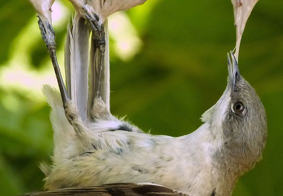 Chasse à la glue : elle consiste à capturer des oiseaux à l'aide de tiges en bois enduites de glu posées sur des arbres ou buissons. (Photo : Facebook LPO France)