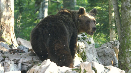 L’ourse slovène Sorita a donné naissance à deux oursons dans les Pyrénées