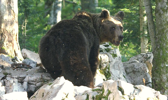 Sorita, l'une des deux ourses slovènes dans les Pyrénées. (Photo Facebook/ Ours des Pyrénées)