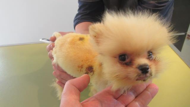 Ce petit chien nommé Puccino a vécu un véritable calvaire, mais il s'est déjà remis de la plupart de ses blessures physiques. Crédit : Facebook Fondation Assistance des Animaux