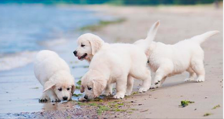 Photo d'illustration de chiots tout blancs.