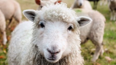 En route vers l’abattoir, un éleveur fait demi-tour et décide d’emmener ses agneaux dans un sanctuaire pour animaux