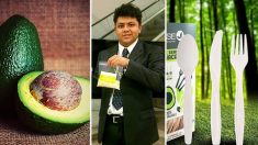 Un génie mexicain transforme les noyaux d’avocat en pailles, fourchettes, cuillères et couteaux en plastique 100 % biodégradable