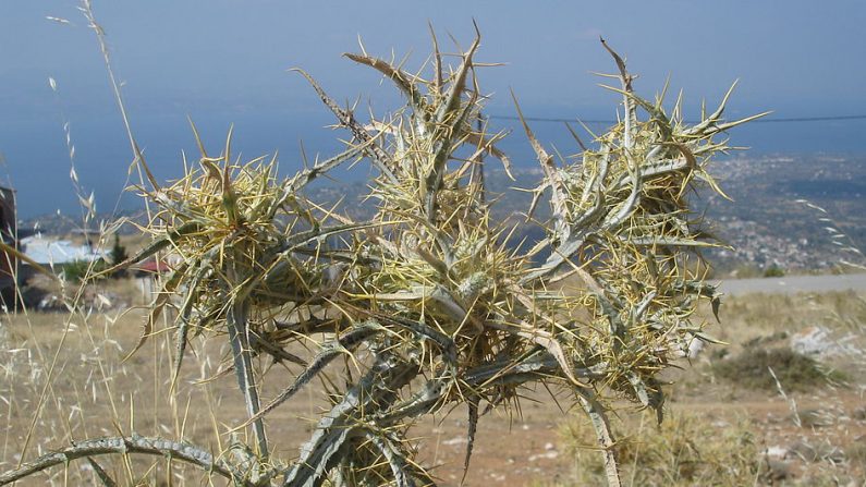 La terre de l'île d'Eubée (Évvia en grec) est très aride - Crédit : Zivax/Wikimedia