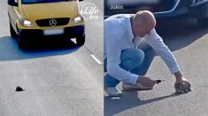 Un homme s’arrête au milieu de l’autoroute et prend le risque de sauver un chaton après que 17 voitures sont passés près de lui