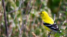 Plus d’une centaine d’oiseaux protégés saisis par l’ONCFS