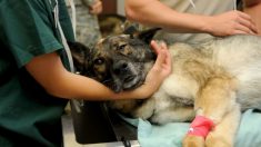 Un policier invente une ambulance mobile pour les chiens errants – on le surnomme «l’ange des chiens abandonnés»
