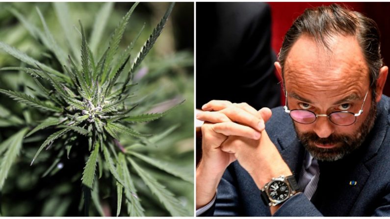 En visite dans la Creuse afin de signer un « plan particulier » pour la revitalisation de l’emploi, le Premier ministre a confié que la mise en place d’un projet de culture du cannabis à usage thérapeutique dans le département était à l’étude. Crédit : JOSEPH EID/AFP/Getty Images – BERTRAND GUAY/AFP/Getty Images.