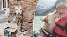 Un chien effrayé sauvé d’un abattoir en Chine trouve un nouveau foyer chez une Canadienne aux États-Unis