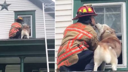 Un husky remercie un pompier de la façon la plus adorable qui soit après avoir été secouru sur le toit de sa maison