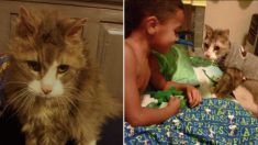 Il n’y a pas de meilleure médecine que l’amour : un « chat d’hospice » de 18 ans adopté vit 5 ans de plus