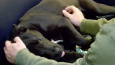 Un chien se réveille après avoir été euthanasié dans un refuge surpeuplé, les sauveteurs appellent cela un miracle