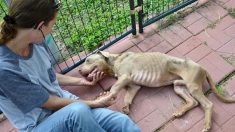 Un pitbull, émacié et abandonné dans une cage sans nourriture, réapprend à faire confiance après avoir été sauvé