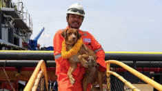 Thaïlande : nouvelle vie pour le chien Boonrod, secouru à 220 km des côtes