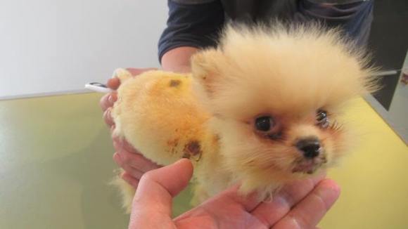 Ce petit chien nommé Puccino a vécu un véritable calvaire. (Photo : Facebook Fondation Assistance des Animaux)