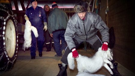 La Norvège va interdire les élevages d’animaux pour leur fourrure d’ici à 2025
