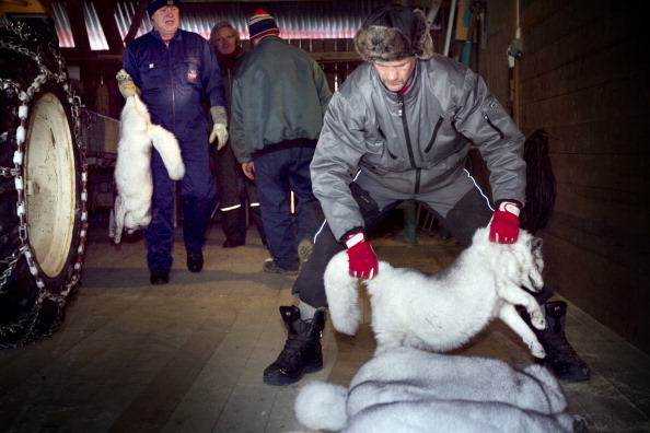 Des hommes travaillent dans une ferme à peaux de fourrure de renards argentés et  de renards bleus près de Gjovik,  au nord d'Oslo. (Photo : HEIKO JUNGE/AFP/Getty Images)