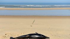 Environ 1 200 dauphins échoués sur la côte atlantique durant l’hiver