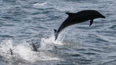 Un « cri de détresse » pour rendre audible la souffance des animaux marins