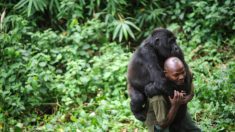 Congo: quelques jours après des selfies avec deux gorilles, un des gardes forestiers a été tué